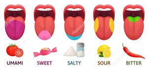 depositphotos-269713620-stock-illustration-tongue-taste-areas-sweet-bitter 2