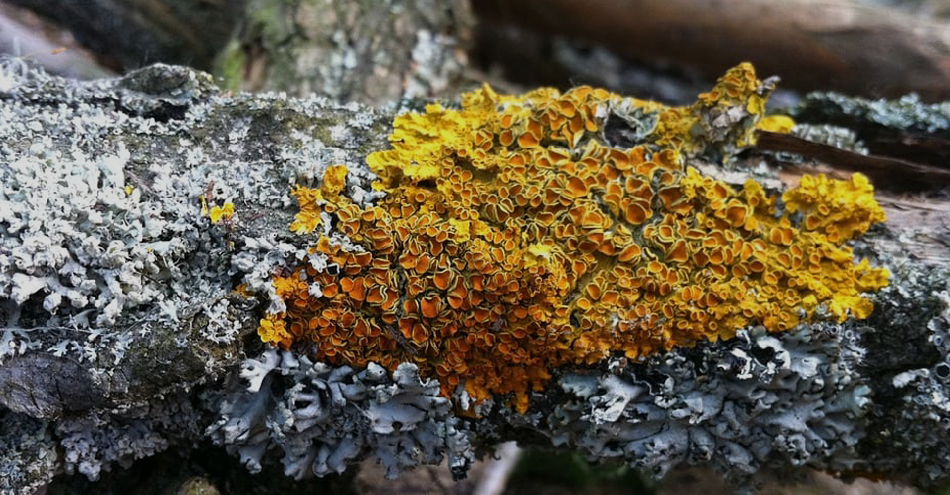 header-1920x300-belangenbehartiging